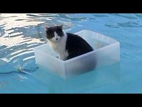 CATS will make you LAUGH YOUR HEAD OFF - Funny CAT compilation - Cool & Fun